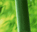 青竹